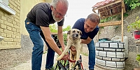  Felçli köpek 'Badi' için eski bebek arabasından yürüteç yaptı     29,05,2022