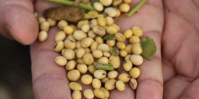 ABD-Çin ticari gerilimine  soya fasulyesi de eklendi