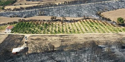 Çanakkale Gelibolu yangını, düzenli bakım yapılan ceviz bahçesini teğet geçti
