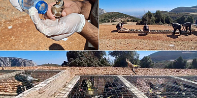Hatay'da yurt dışına kaçırılmak istenirken ele geçirilen 1431 saka kuşu doğaya salındı