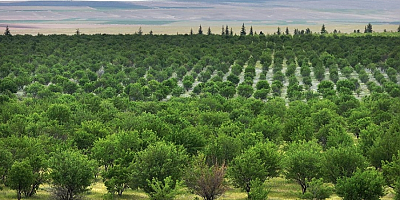 TİGEM'in badem ormanları erozyonla ve zararlılarla mücadele ediyor