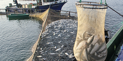 Türk somonu ihracatı 2024'te 498 milyon doları buldu