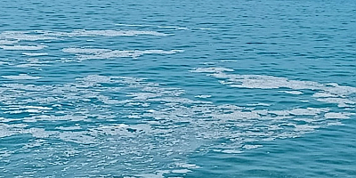 Yalova'nın Armutlu kıyılarında müsilaj görüldü