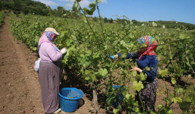 Tokat'ta coğrafi işaretli 